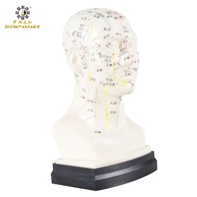 গুণ  Eco Friendly 20cm Head Acupuncture Body Model Without Effusion Liquid কারখানা