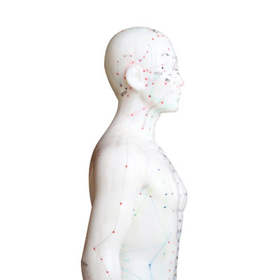 বহুমুখিতা বিভিন্ন একুপঙ্কচার কৌশল শরীরের মডেল প্রায় 5 কেজি ওজন