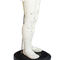 50cm পয়েন্ট পুরুষ আকুপাংচার মডেল মানব শরীরের GMP সার্টিফিকেট